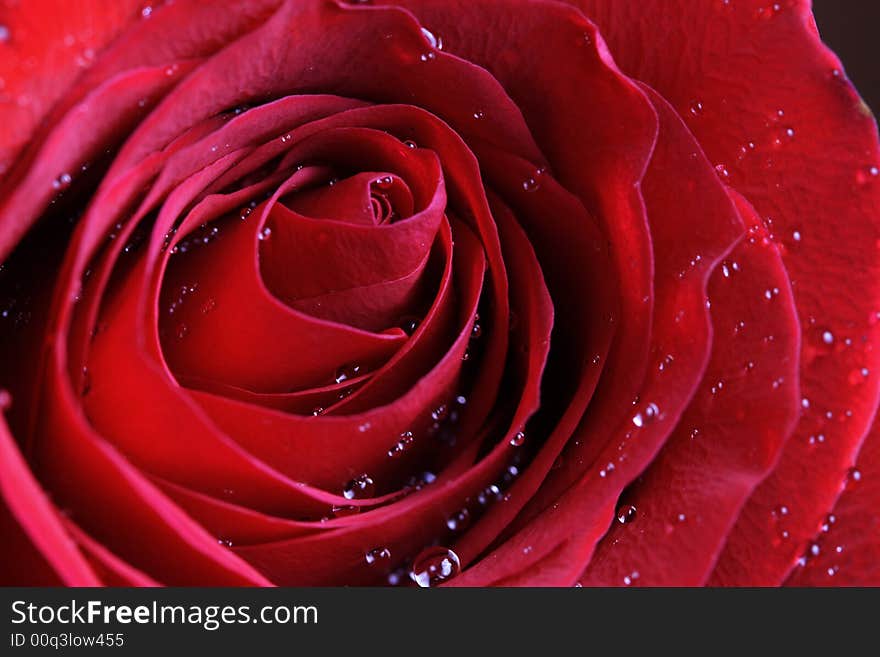 Wet Red rose macro . Can be used for Valentine's Day or any other day.