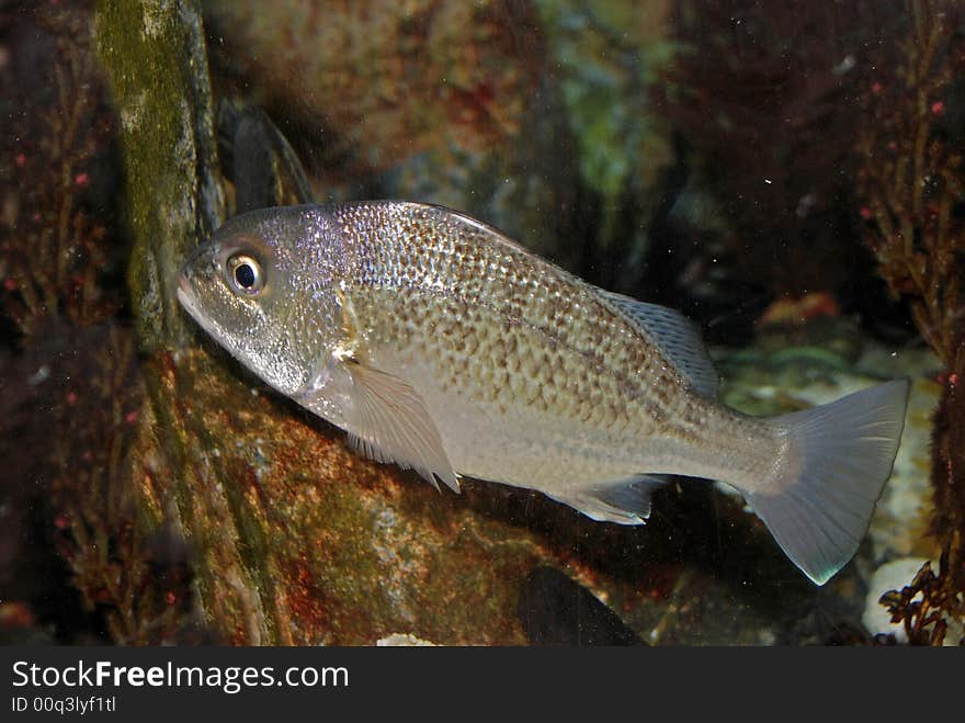 Colorful fish inside the aquariums