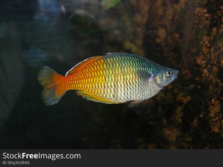 Colorful Fish Inside The Aquarium