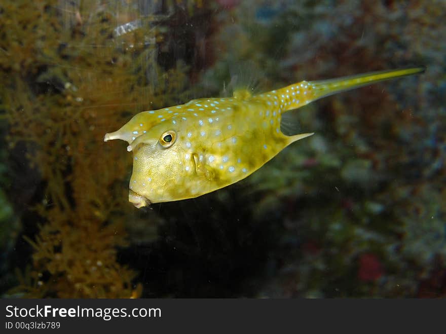 Colorful fish inside the aquarium