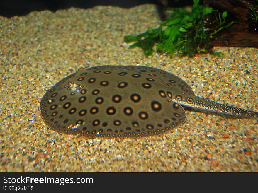 Stingray Inside The Aquarium