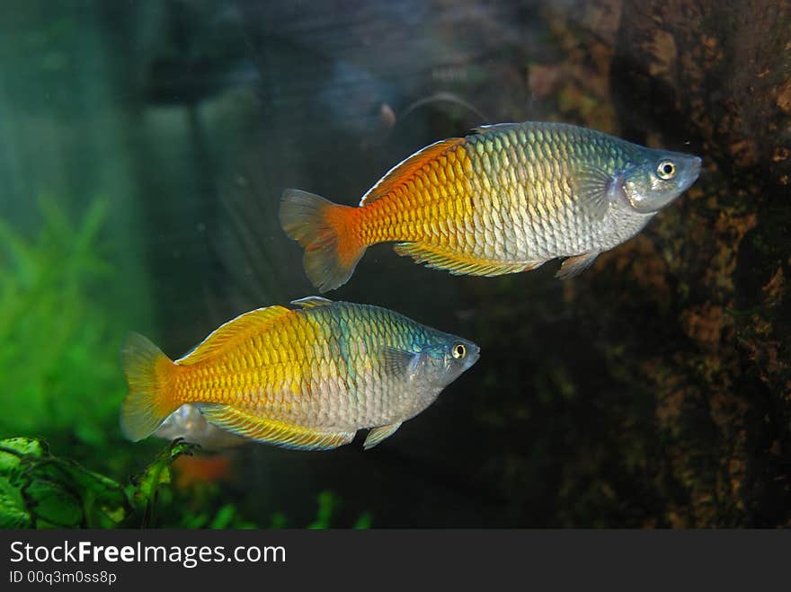 Colorful fish inside the aquariums