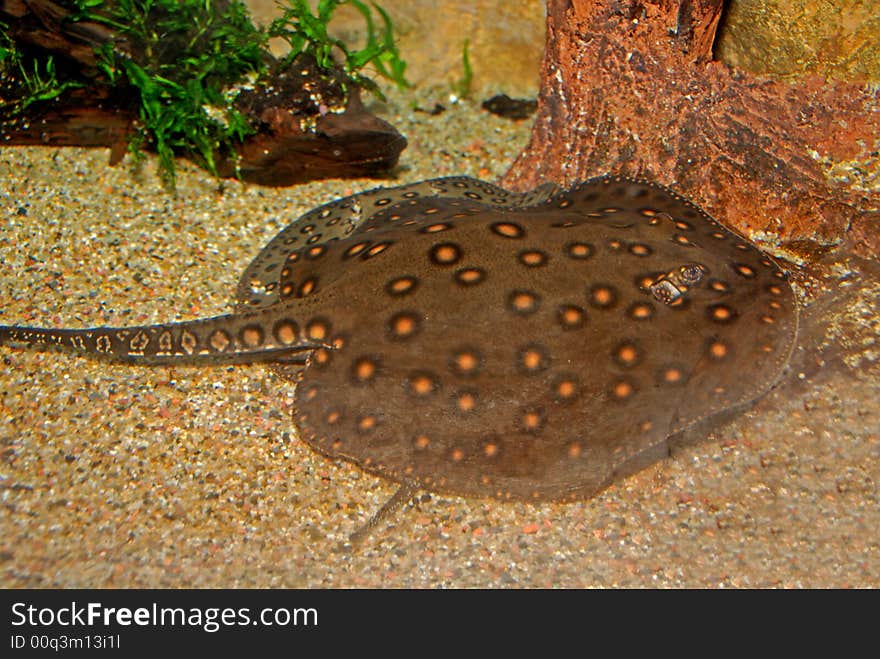 Sting Grey Inside The Aquarium