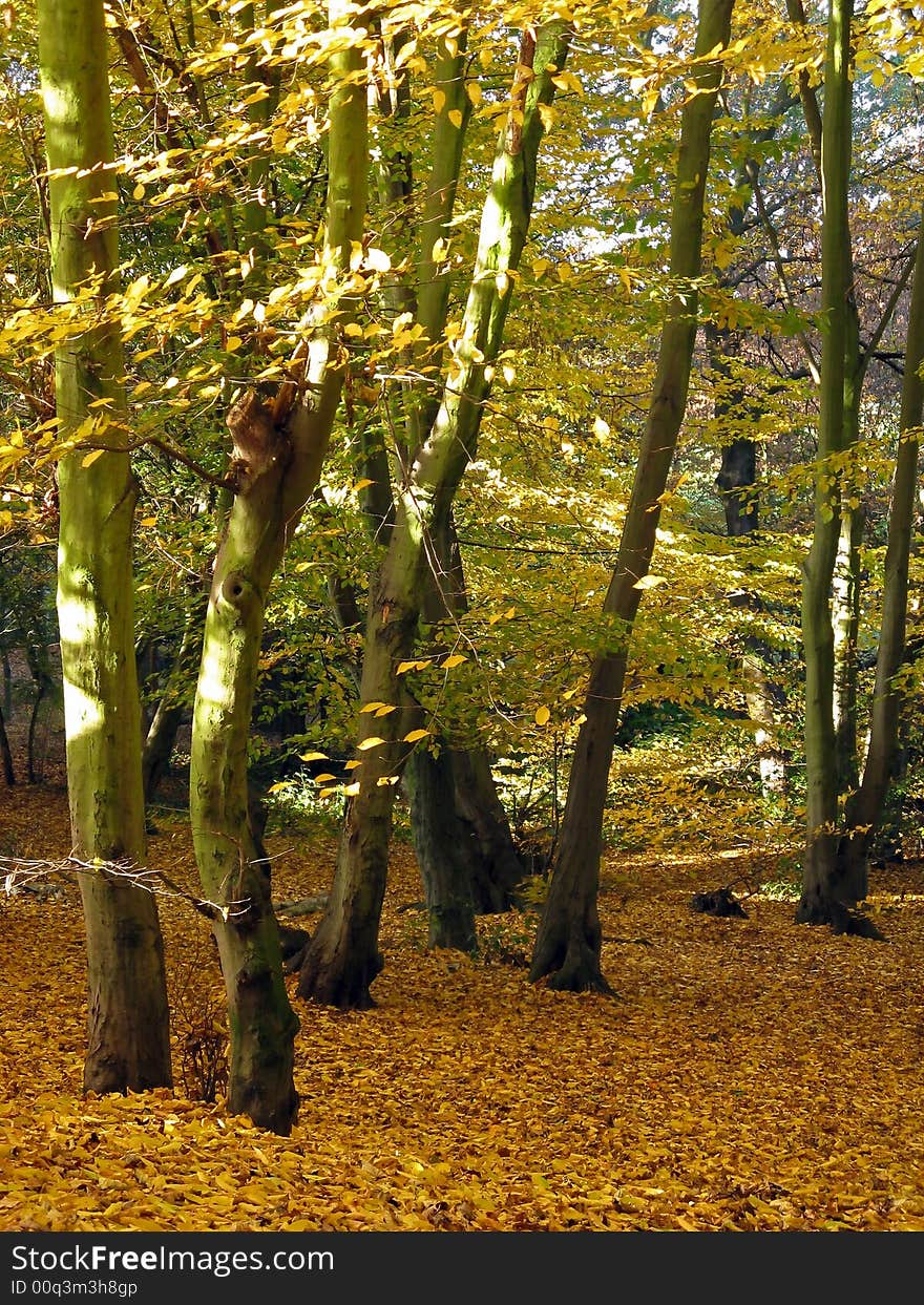 Autumn Forest