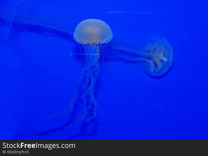 Jelly fish swimming inside the aquariums