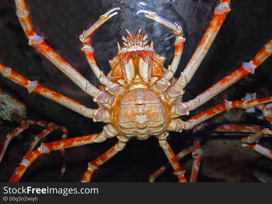 Spider crab inside the aquariums