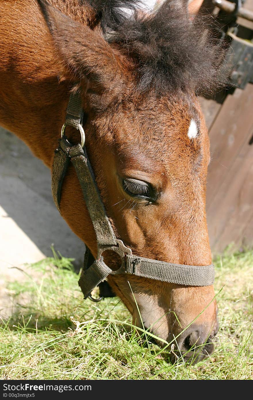 Close-up shot of a feeding horse. Shot were taken at Prague's Zoo.