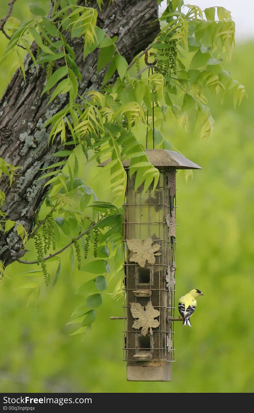 Yellow Bird Sitting On A Feeder