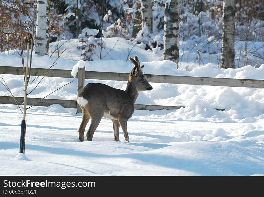 A deer in the snow. A deer in the snow