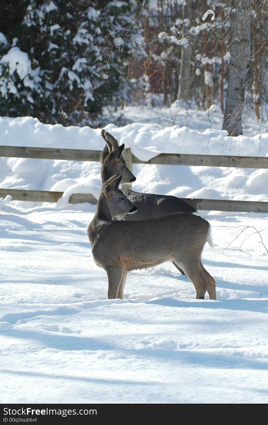 2 deer in front yard. 2 deer in front yard