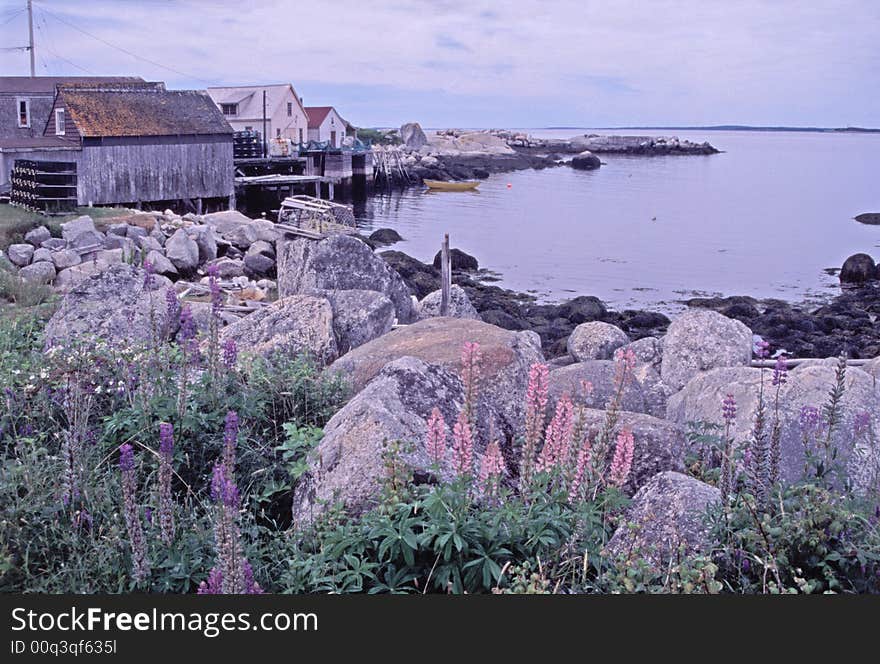 Lupine in Bloom on Rocky Shore