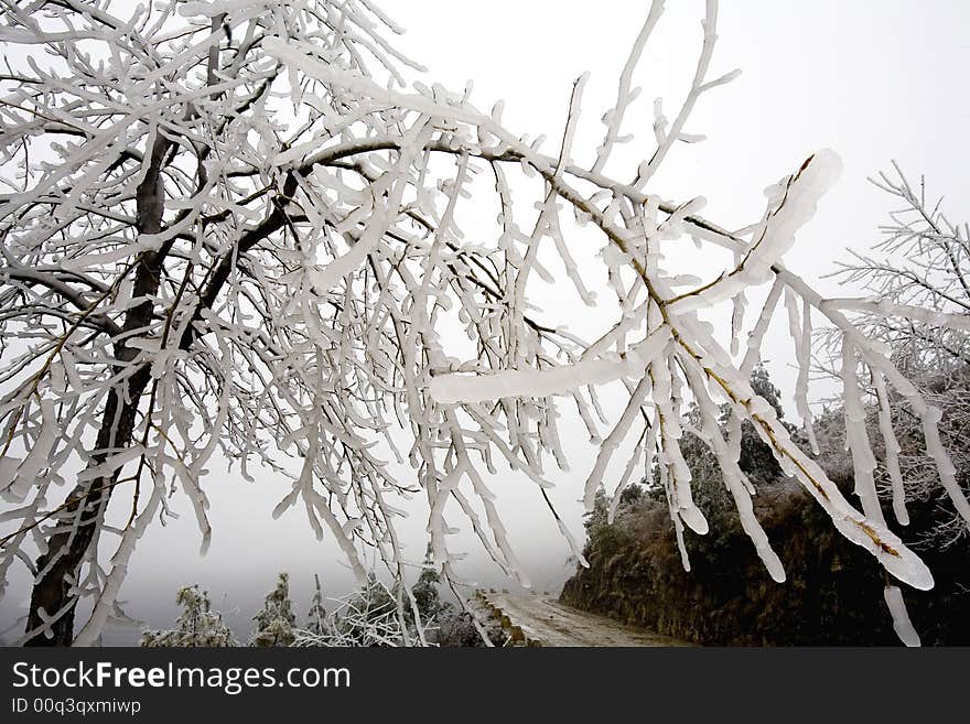 The trees of the  road is covered with Ice in winter. The trees of the  road is covered with Ice in winter