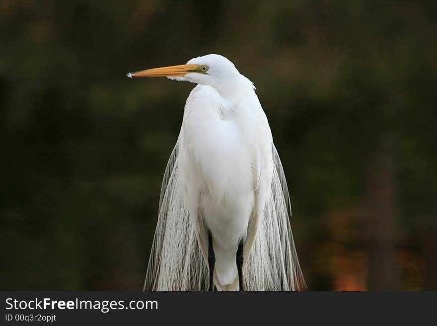 An egret perched on a post in Florida