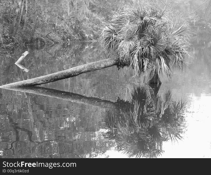 Reflections of a palm in the florida bayou. Reflections of a palm in the florida bayou