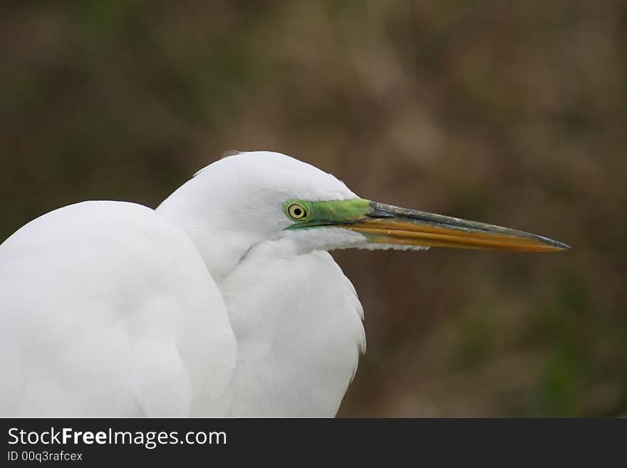 Head of an egret up close