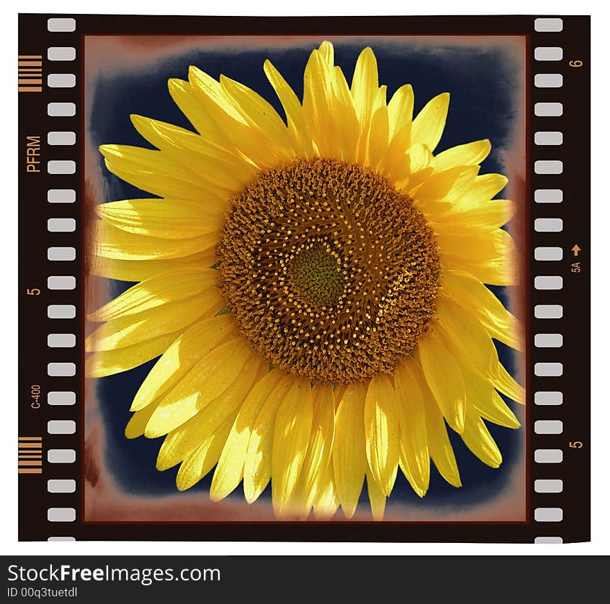 Sunflower On Frame