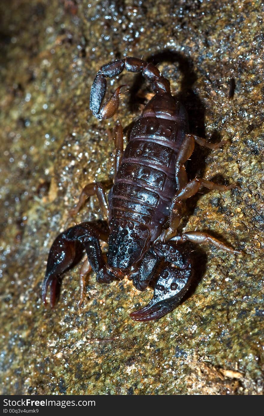 Scorpion on a wet rock is ready for his enemy.