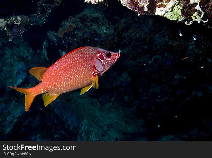 Crescent-tail bigeye