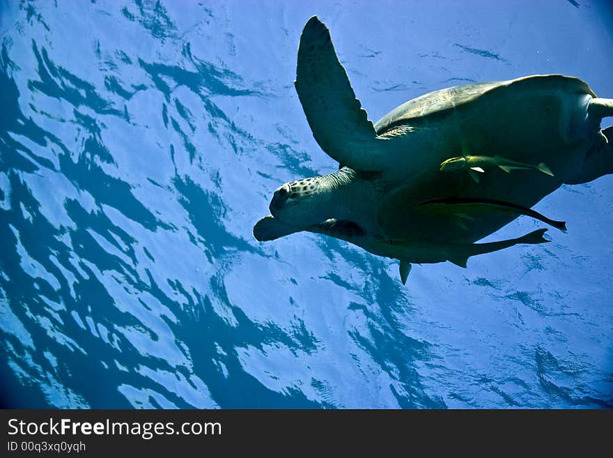 Green turtle (chelonia mydas)in na'ama bay.