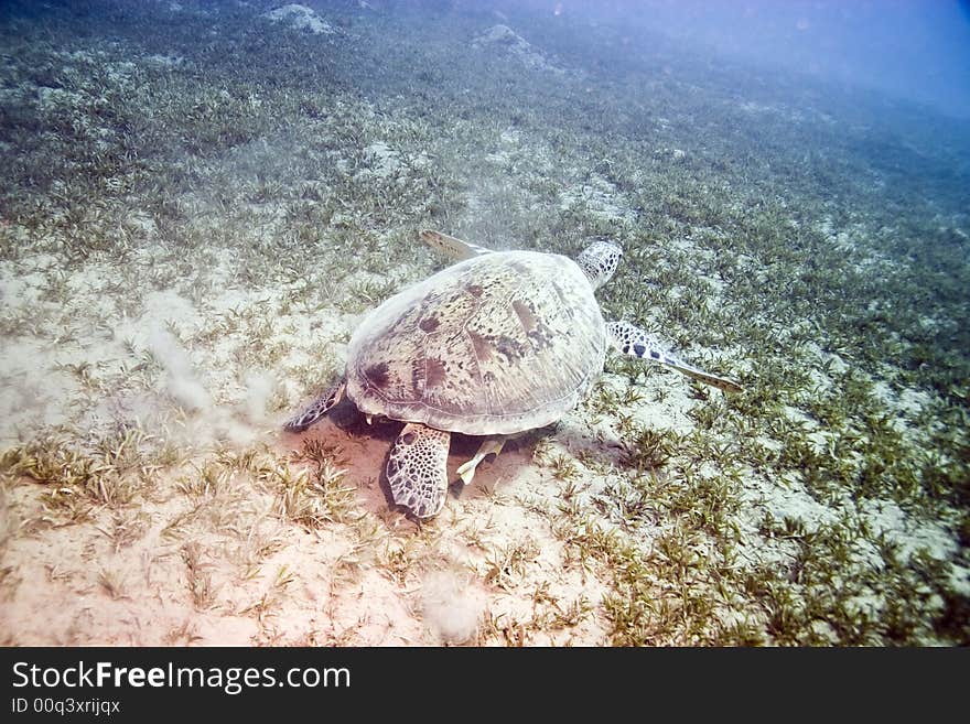 Green turtle (chelonia mydas)in na'ama bay.