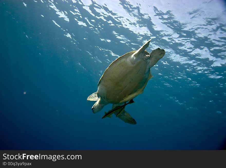 Green turtle (chelonia mydas)with 3 remora's in na'ama bay.