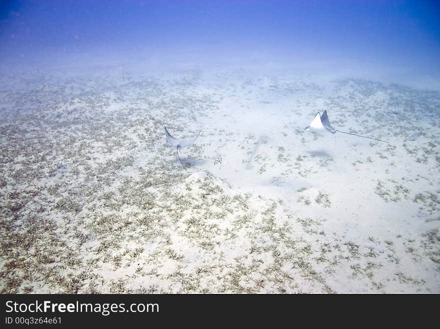 Spotted eagle ray (aetbatis narinari)
taken in Na'ama bay, Sharm el sheikh