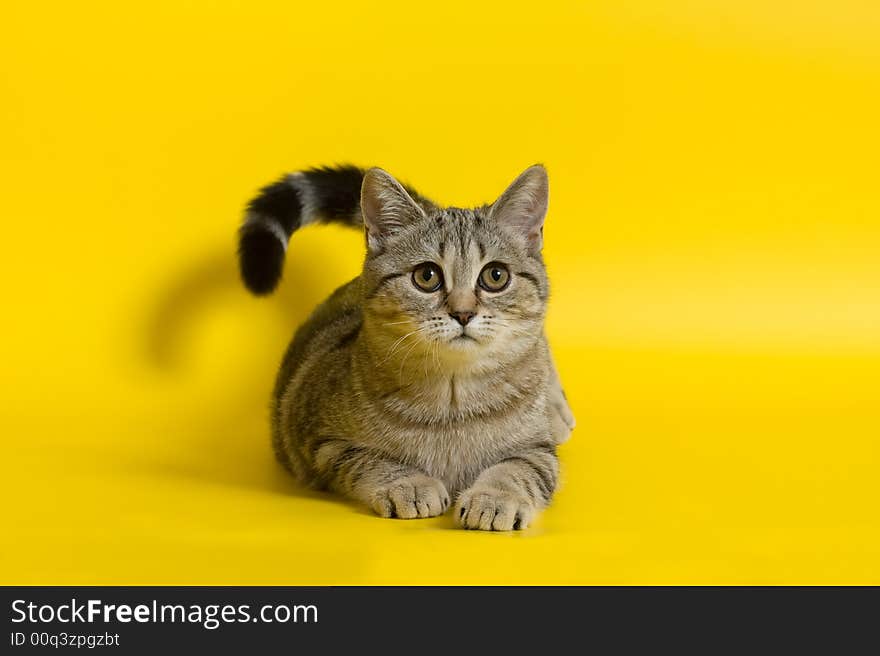 Cat sitting on a yellow background