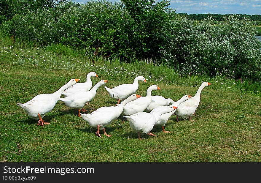 Gooses hurring to watering place birds nature