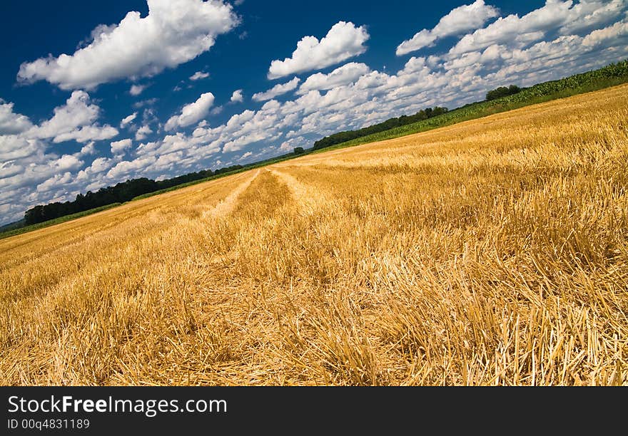 A Summer Cornfield in Southern Austria.