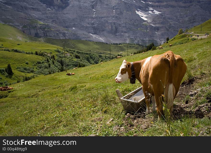 A cow in Alps