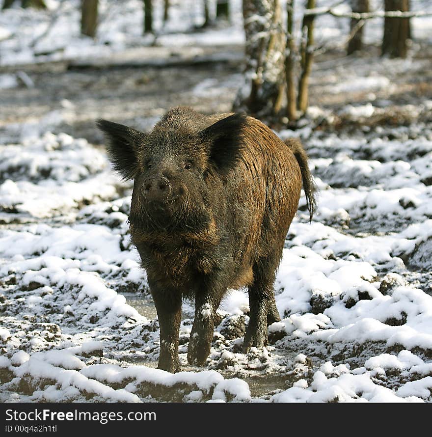 Wild Boar ( Sus scrofa ). Russia, Voronezh area