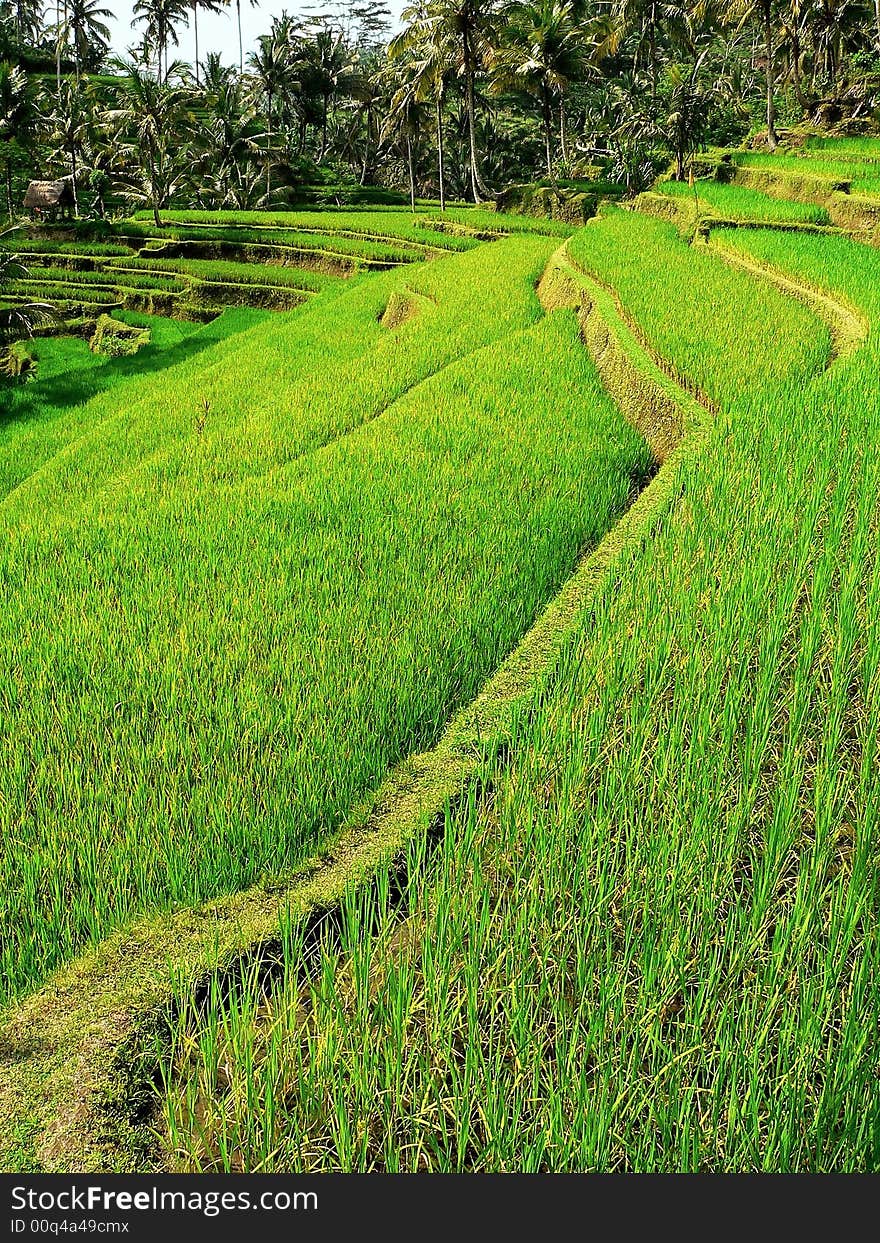 Balinese rice field in central east of Bali. Balinese rice field in central east of Bali