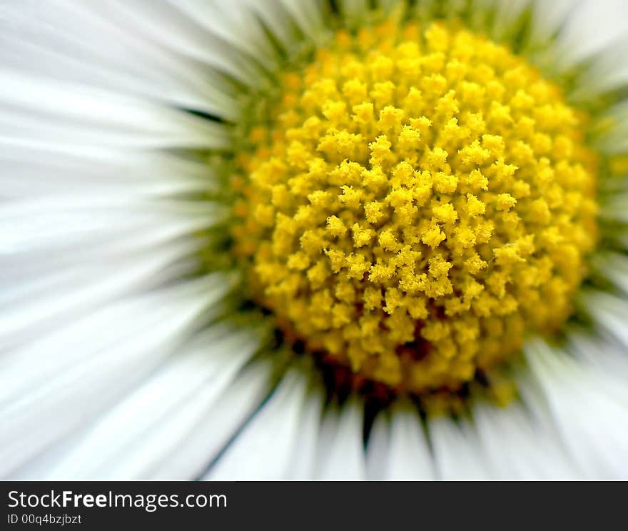 Daisy flower