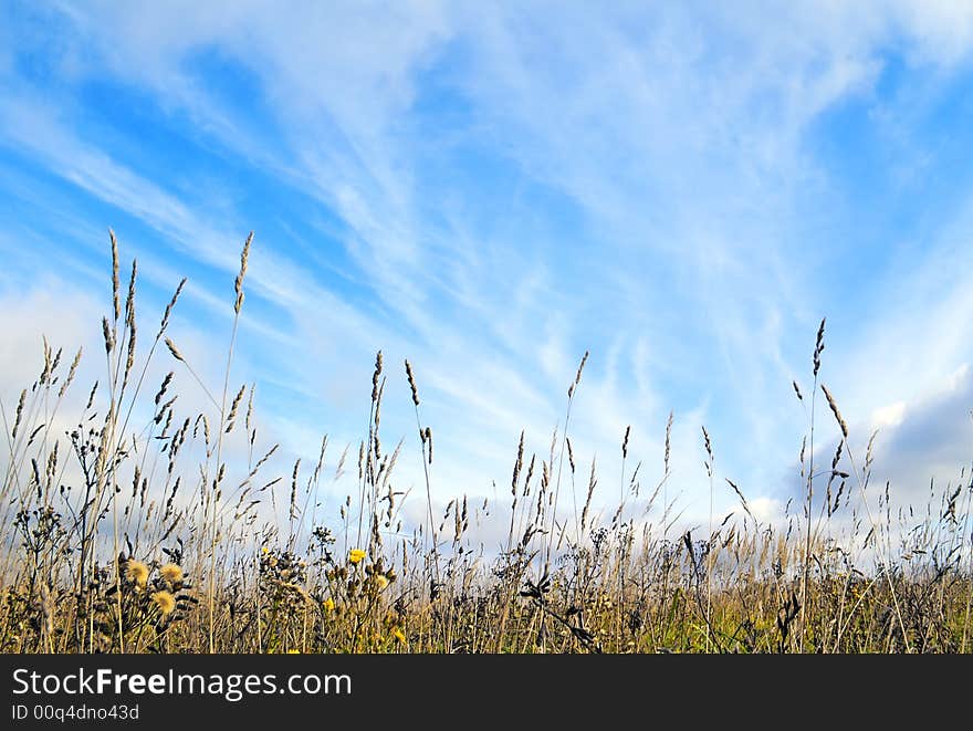 Among An Autumn Grass.