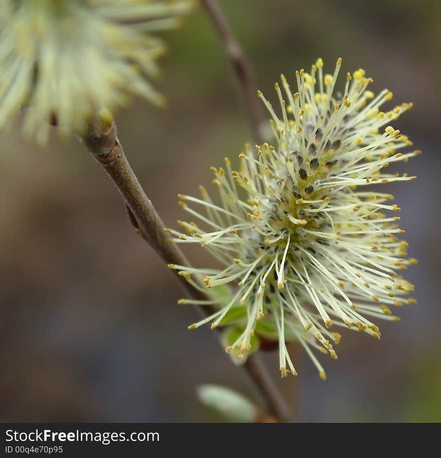 Flower Of The Pussywillow