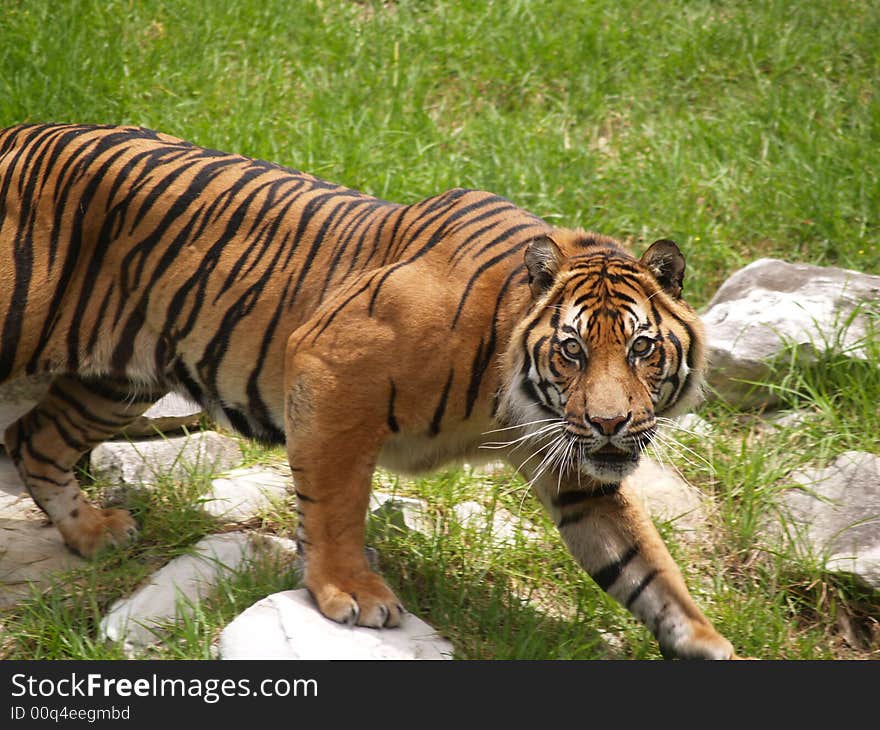 A Siberian tiger ready to pounce, taken at Dubbo Zoo, New South Wales, Australia. A Siberian tiger ready to pounce, taken at Dubbo Zoo, New South Wales, Australia