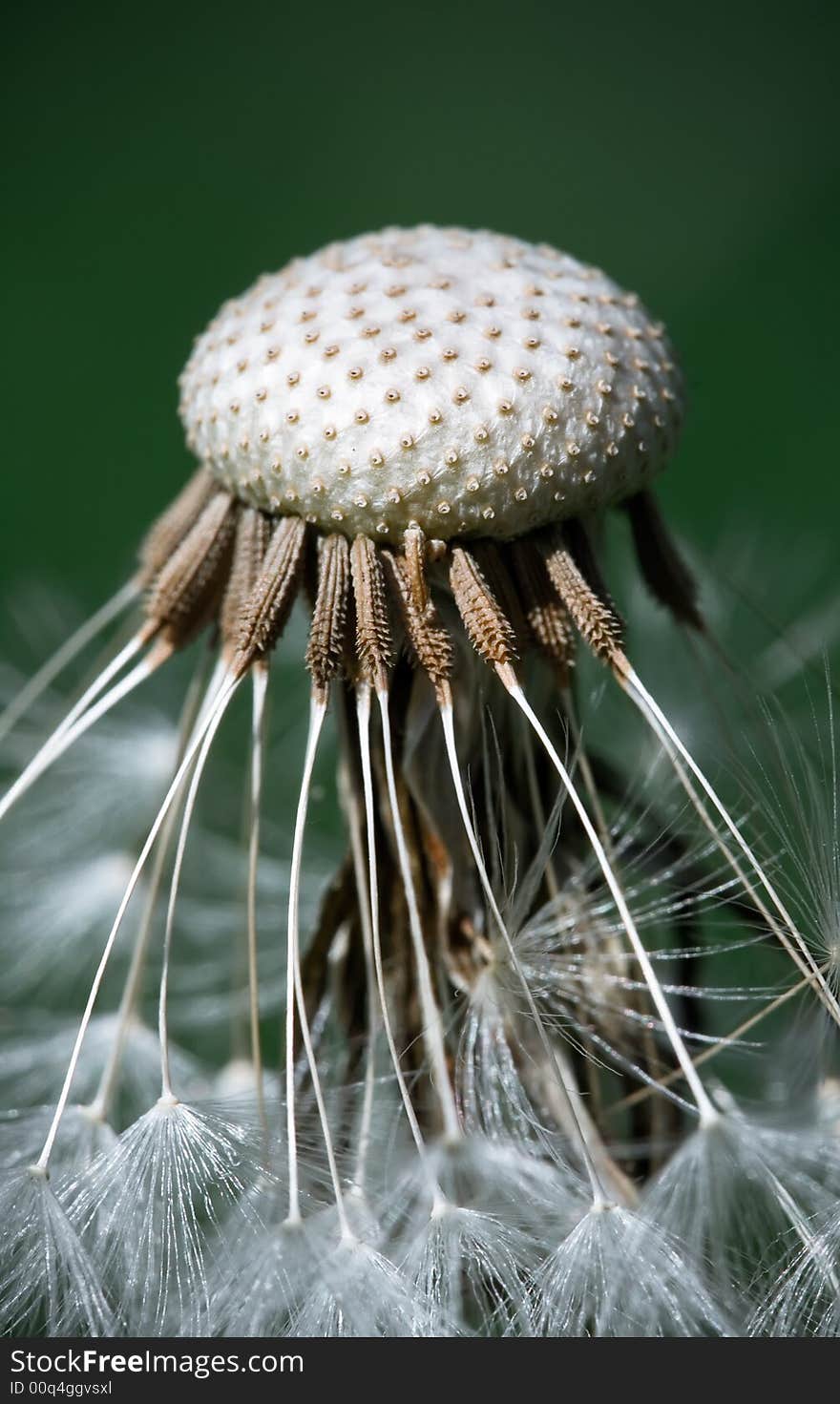 Dandelion Closeup