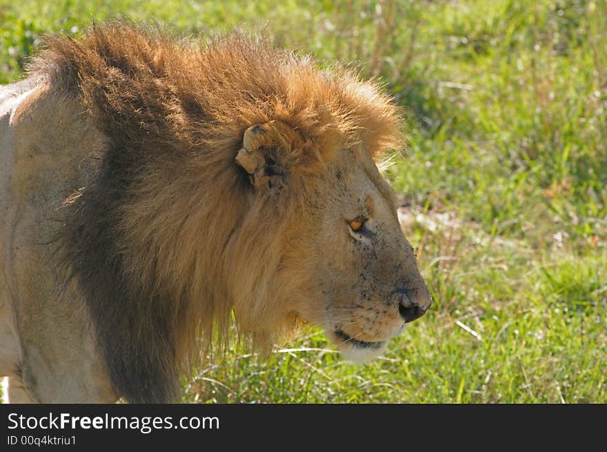 Lion male in african savannah. Lion male in african savannah