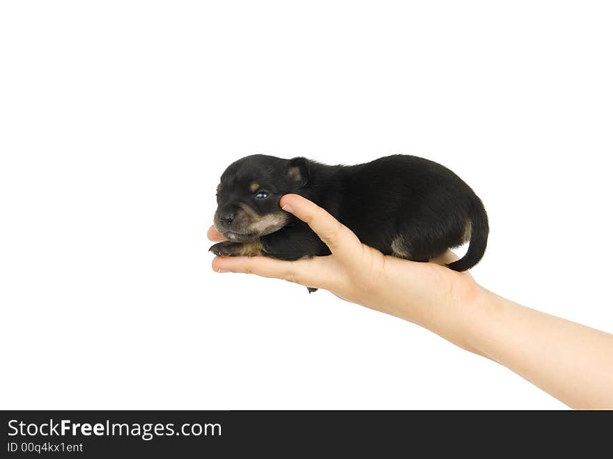 Black puppy on the hand.