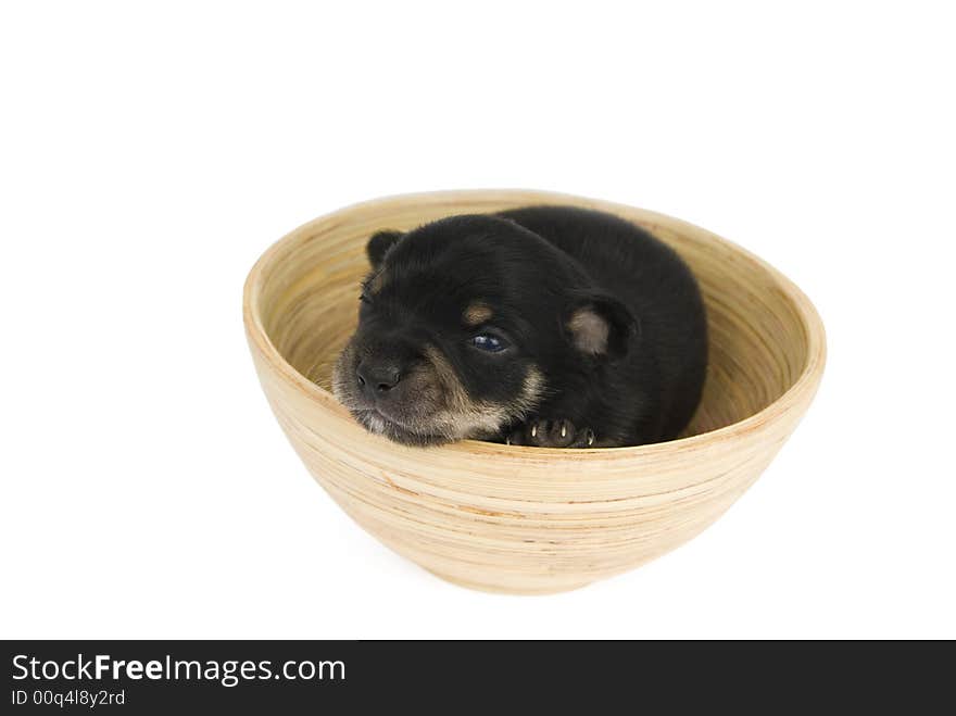 Black puppy in the cup.