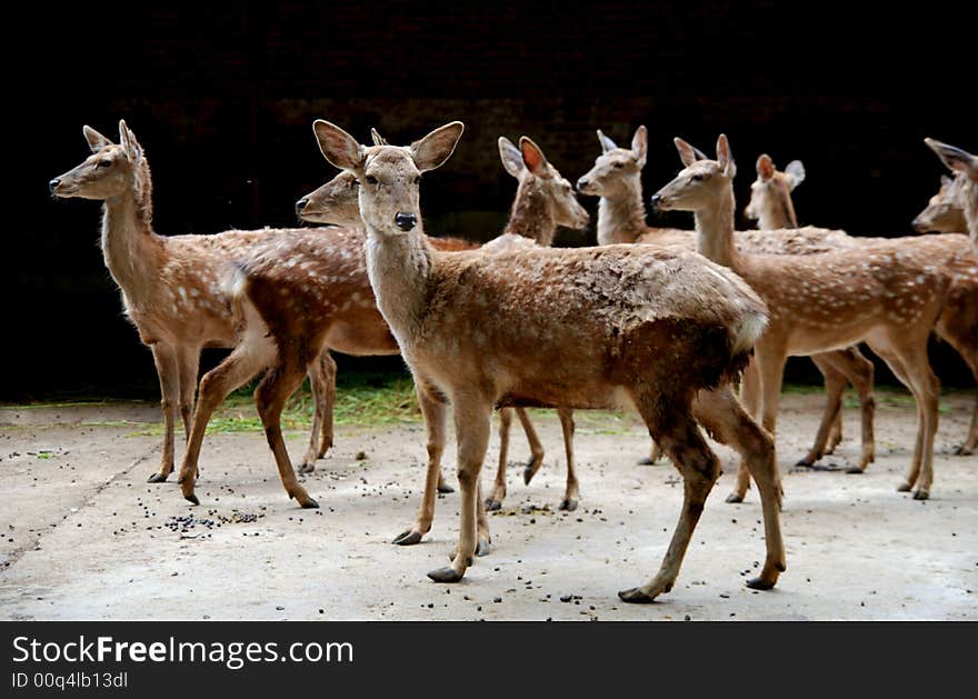 A covey of deers photoed in Guiyang Qianling park, GuiZhou province,China