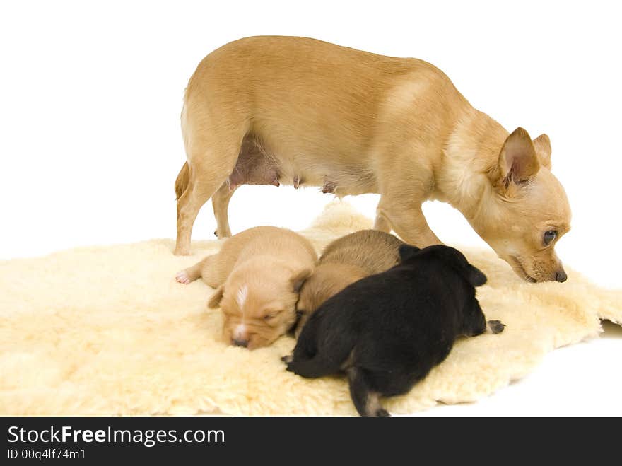 Three small puppies to sleep comfortably. Three small puppies to sleep comfortably.