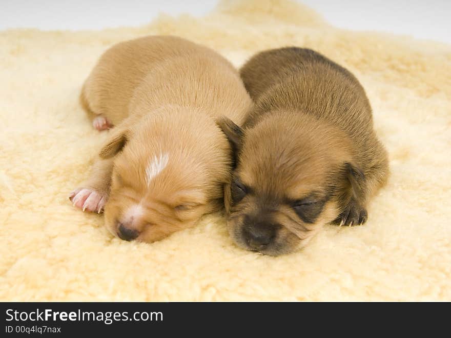 Two small puppies to sleep comfortably. Two small puppies to sleep comfortably.