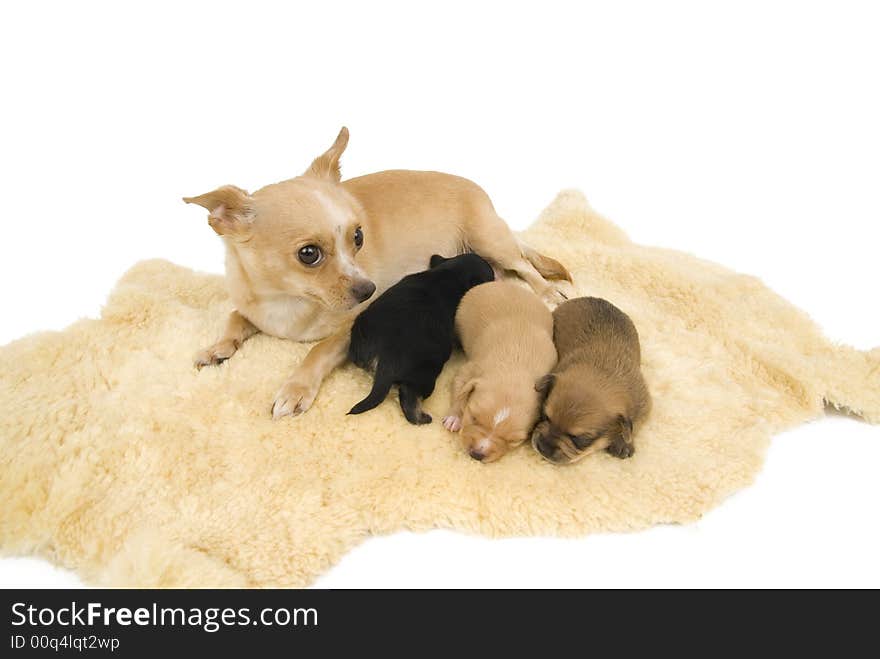 Three small puppies to sleep comfortably. Three small puppies to sleep comfortably.