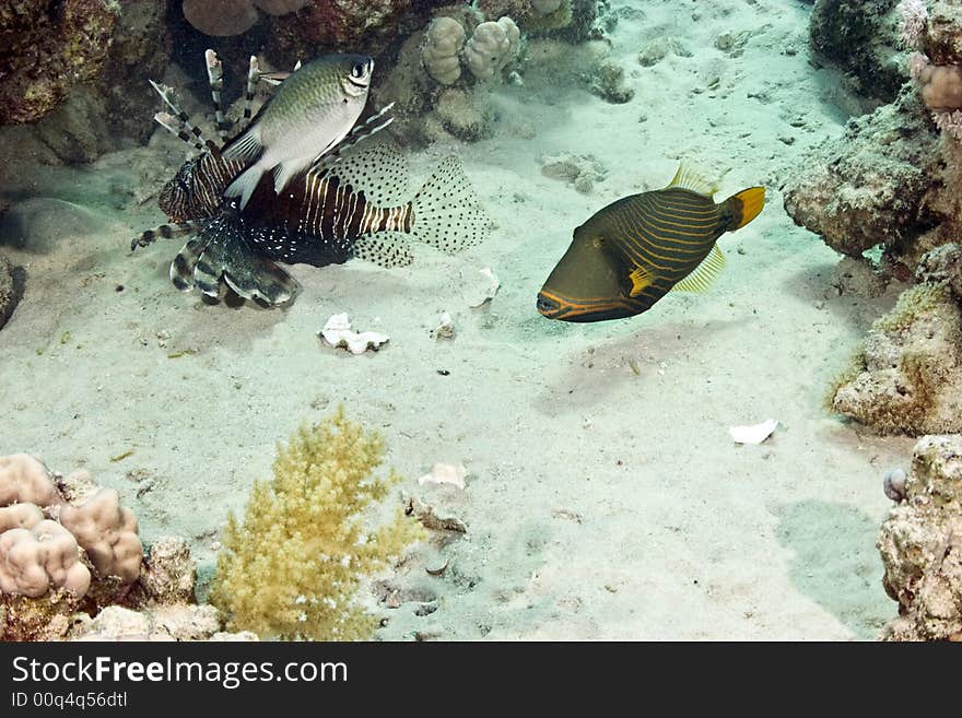 orange-strip triggerfish (balistoides undulatus) taken at sofitel house reef. orange-strip triggerfish (balistoides undulatus) taken at sofitel house reef.