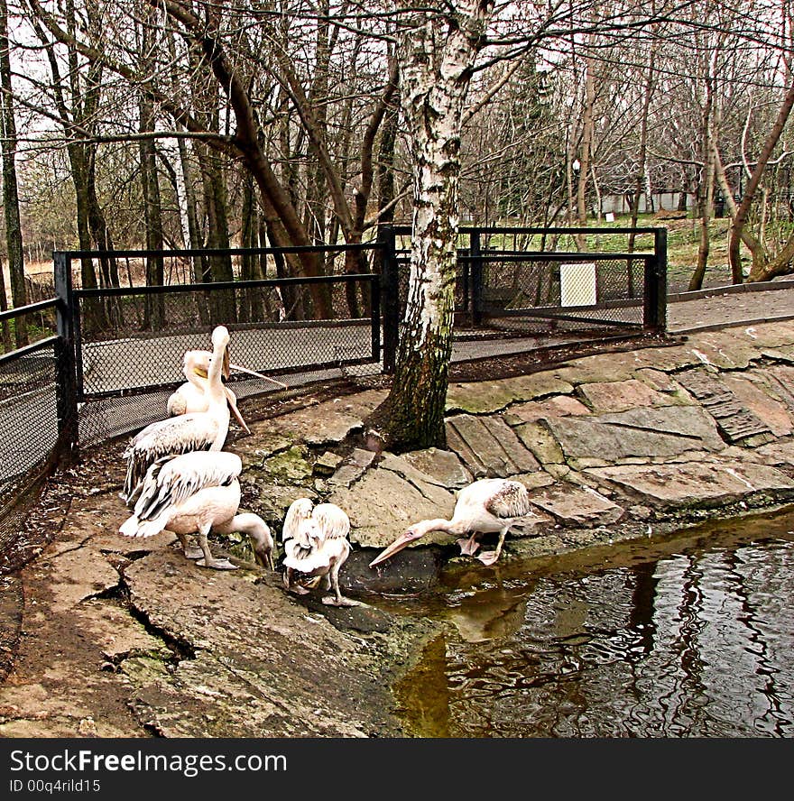 Photo of group of pelicans in zoo