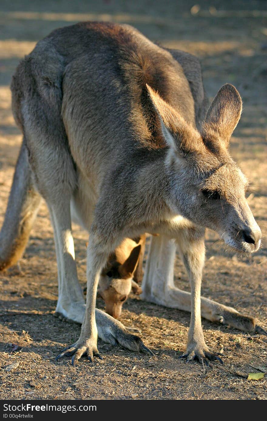 A kangaroo is a marsupial from the family Macropodidae