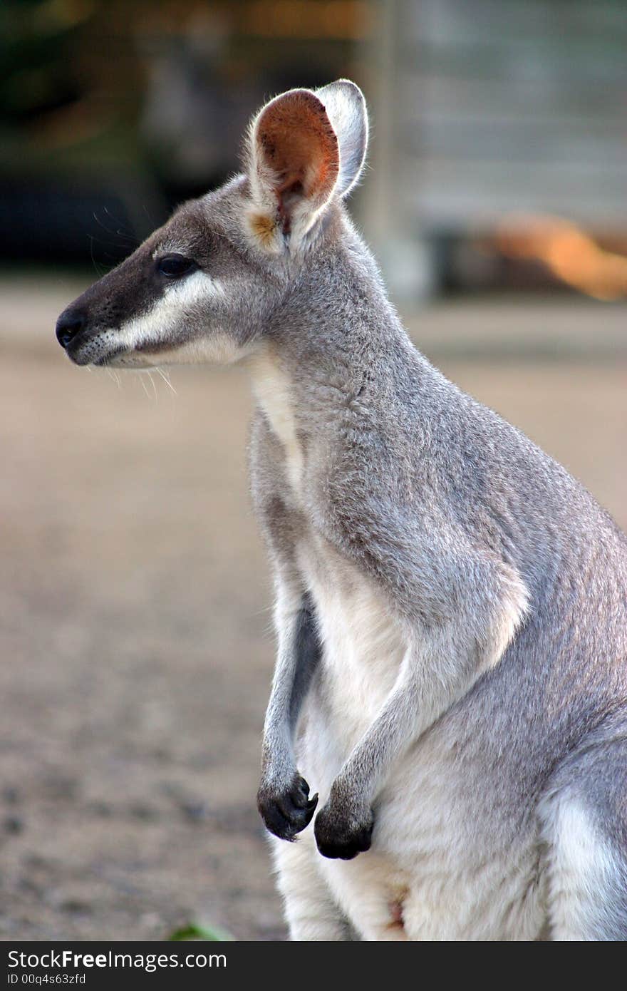 A kangaroo is a marsupial from the family Macropodidae