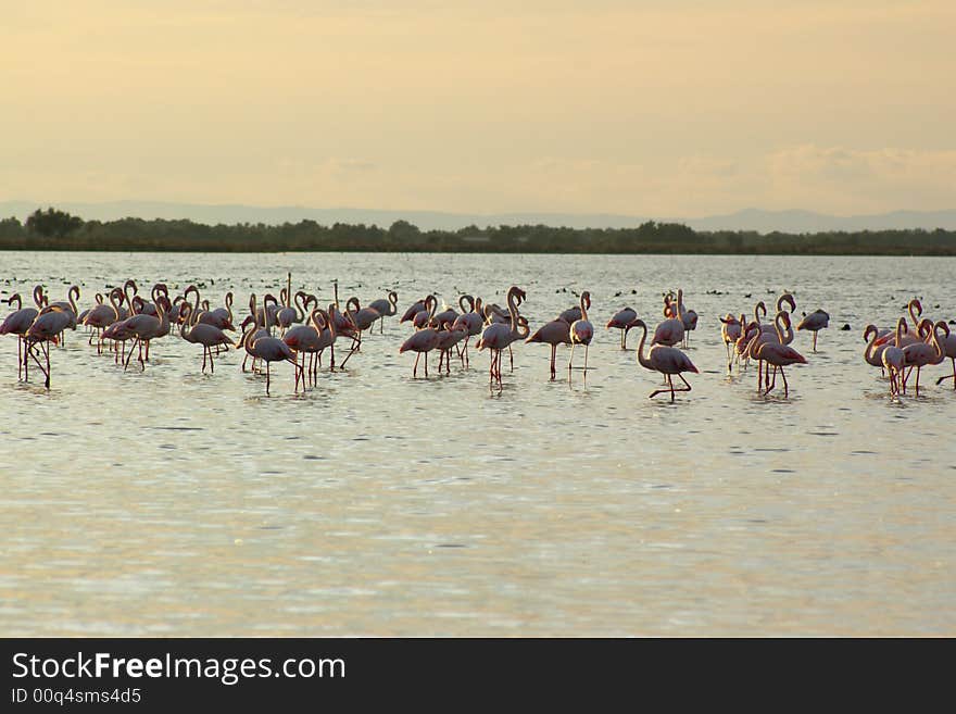 Few pink flamingos grazing in pond in evening, horizontal.