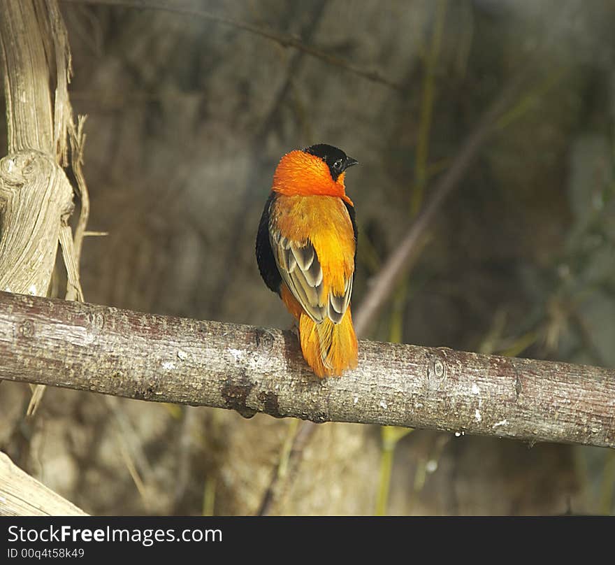 A bird sitting on a tree. A bird sitting on a tree.